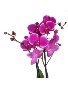 Orquídea Phalaenopsis 2