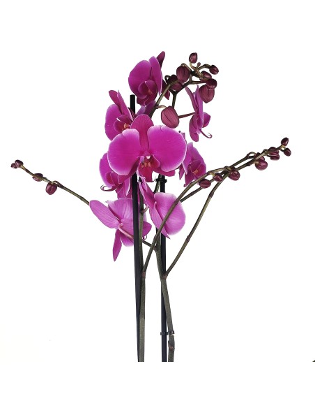 Orquídia Phalaenopsis