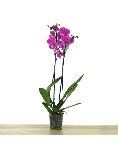 Orquídia Phalaenopsis