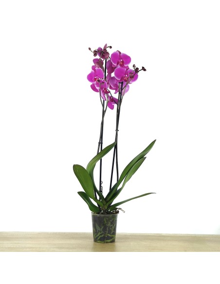 Orquídea Phalaenopsis