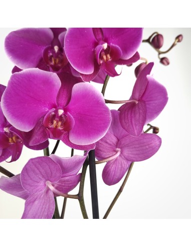 Orquídea Phalaenopsis