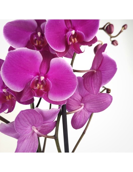 Orquídia Phalaenopsis 2 vares (test 12 cm ø)
