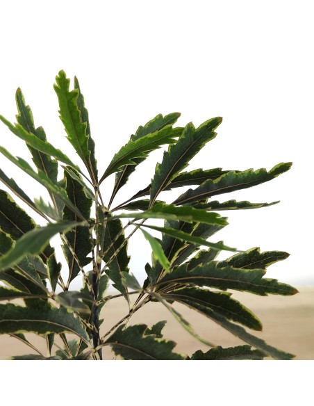 Aralia elegantissima (maceta 8,5 cm ø)