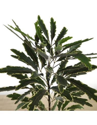 Aralia elegantissima (maceta 8,5 cm ø)