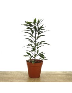 Aralia elegantissima (maceta 8,5 cm ø)