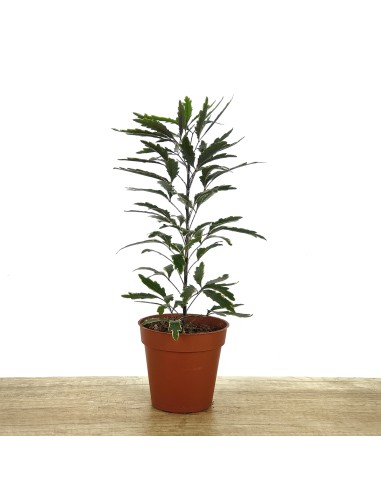 Aralia elegantissima (maceta 8,5 cm ø)