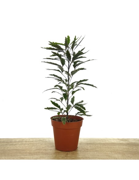 Aralia elegantissima (maceta 8,5 cm ø)