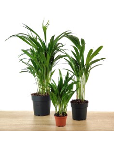 Areca