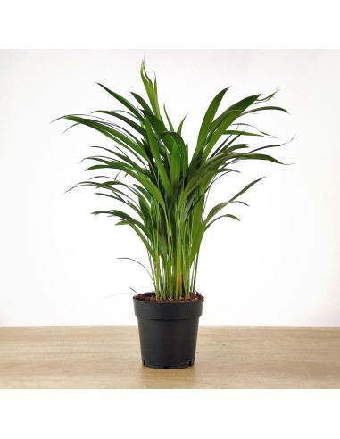 Areca
