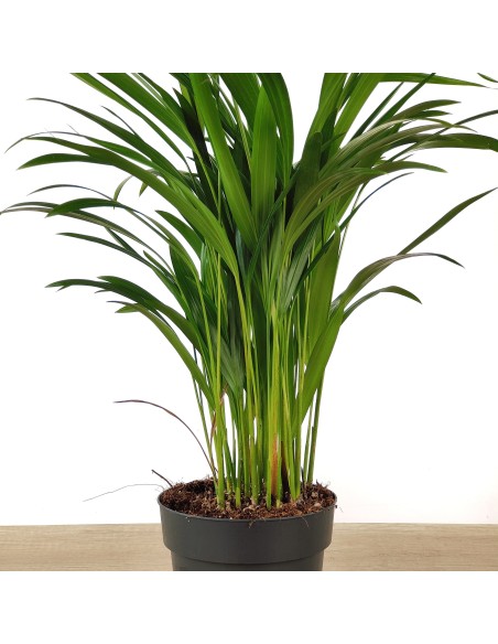 Areca