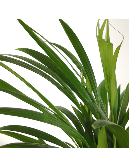 Areca