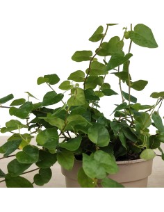 Ficus Pumila 2