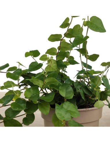 Ficus Pumila