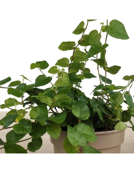 Ficus Pumila