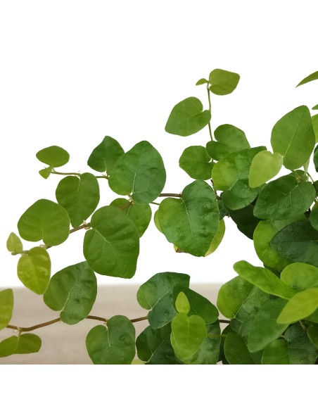 Ficus Pumila