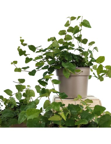 Ficus Pumila