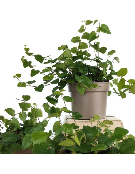 Ficus Pumila