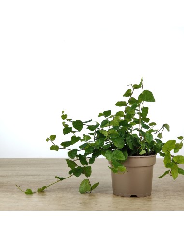 Ficus Pumila
