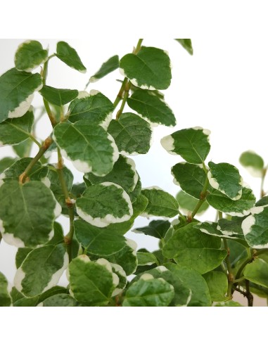 Ficus Pumila Sunny (matitzat)