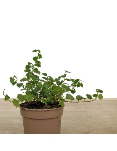 Ficus Pumila "Sunny" (nuancé).