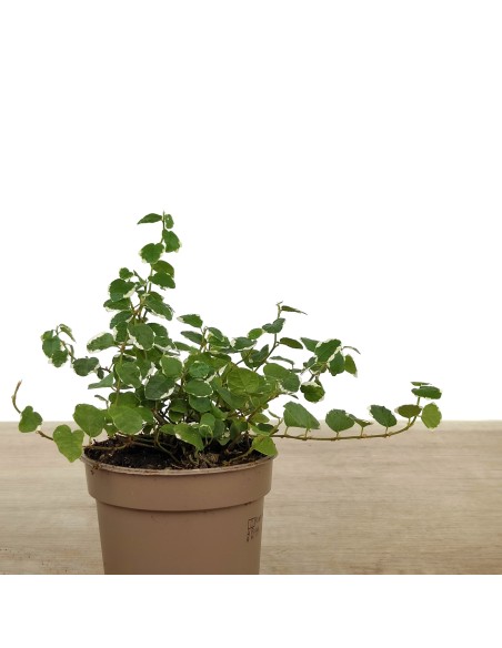 Ficus Pumila "Sunny" (matizado)