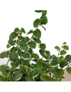 Ficus Pumila "Sunny" (nuancé). 2