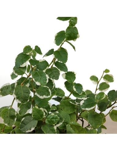 Ficus Pumila Sunny (matitzat)