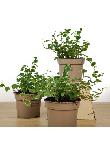 Ficus Pumila "Sunny" (nuancé).