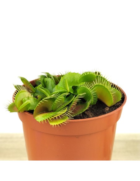 Dionée carnivore (pot 9 cm Ø)
