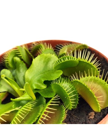 Carnívora Dionaea (maceta 9 cm Ø)