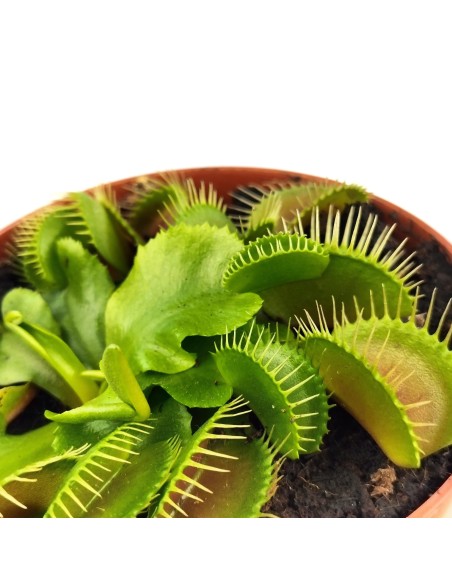 Dionée carnivore (pot 9 cm Ø)