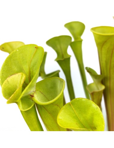 Carnívora sarracenia flava (maceta 9 cm Ø)