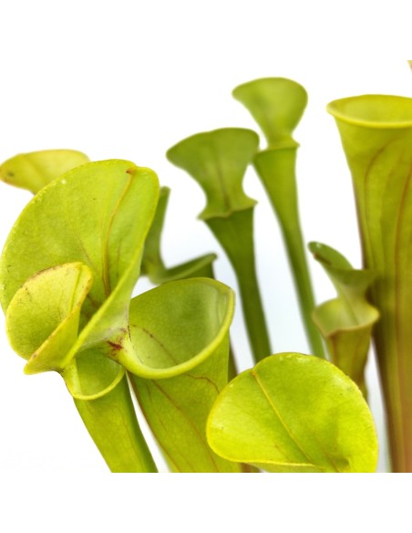 Carnivore sarracenia flava (pot 9 cm Ø)