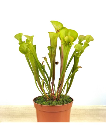 Carnivore sarracenia flava (pot 9 cm Ø)