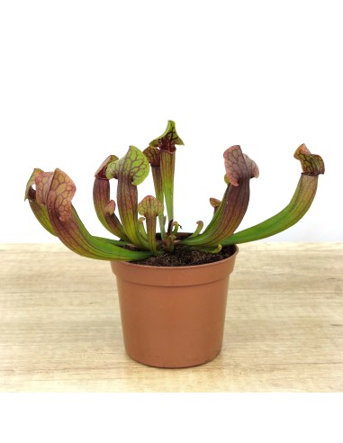Carnívora Sarracenia Tess (test 9 cm Ø)