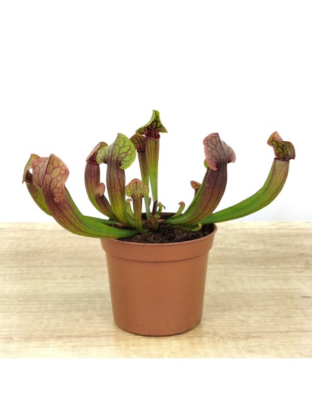 Carnívora Sarracenia Tess (test 9 cm Ø)