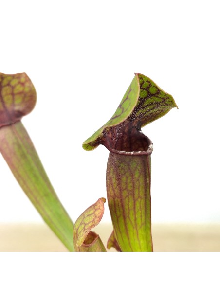 Carnívora Sarracenia Tess (test 9 cm Ø)