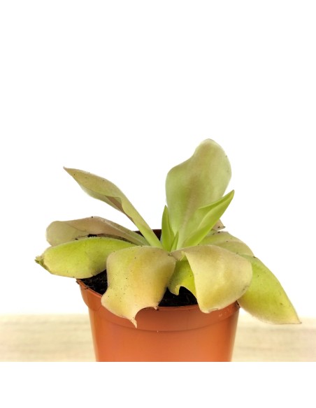 Carnivore Pinguicula Guatemala (pot 9 cm Ø)