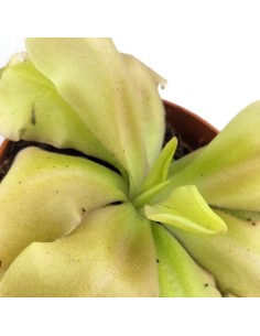 Carnívora Pinguicula Guatemala (maceta 9 cm Ø) 2