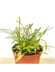 Carnívora Drosera Capensis (test 9 cm Ø)