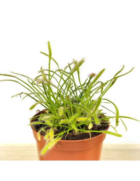 Carnívora Drosera Capensis (test 9 cm Ø)