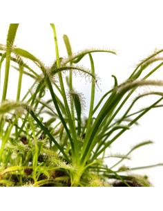 Carnivore Drosera Capensis (pot 9 cm Ø) 2