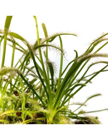 Carnívora Drosera Capensis (maceta 9 cm Ø)