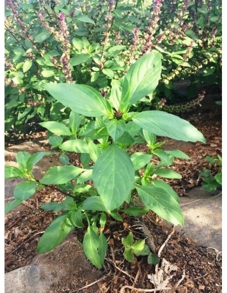 Llavor alfàbrega Thai (ecològica)