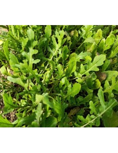 Llavor ruca arrissada (ecològica)