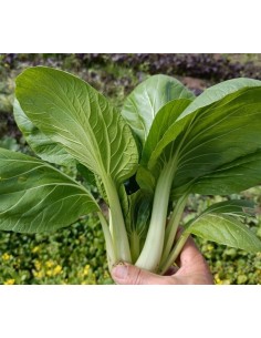 Semilla col Pak Choi (ecológica)