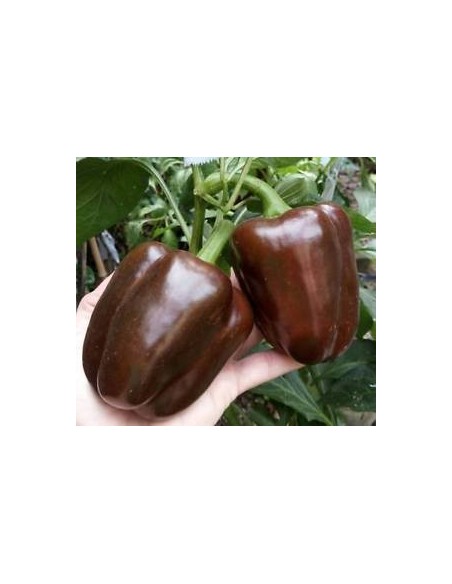 Semente de pimento Morrón Chocolate