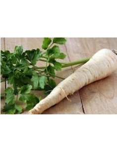 Llavor julivert d'arrel (ecològica)