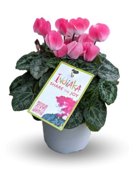Cyclamen Indiaka (pot 13 cm Ø)