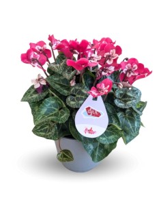 Cyclamen Djix (maceta 13 cm Ø)